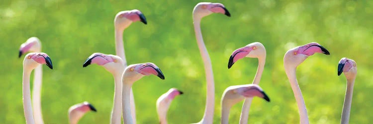 Pink Greater Flamingoes Banner