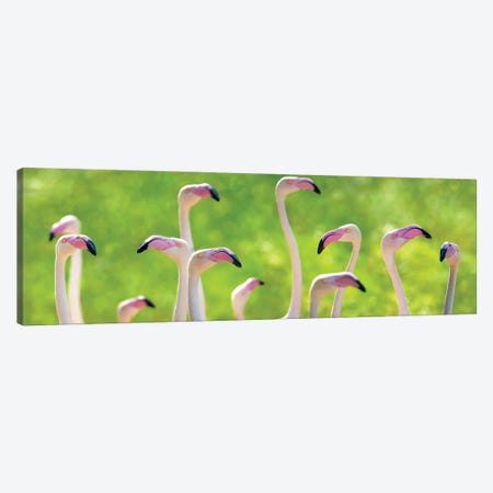 Pink Greater Flamingoes Banner Canvas Print #JRX153} by Jane Rix Canvas Art Print