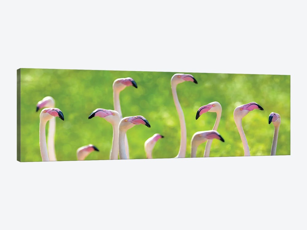 Pink Greater Flamingoes Banner by Jane Rix 1-piece Art Print