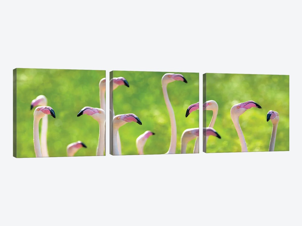 Pink Greater Flamingoes Banner by Jane Rix 3-piece Art Print