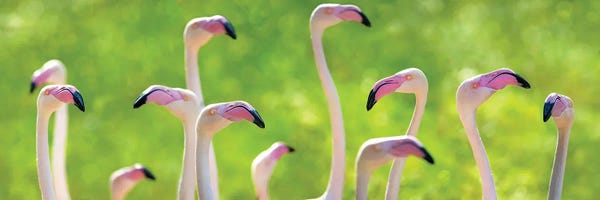 Jane Rix: Pink Greater Flamingoes Banner by Jane Rix