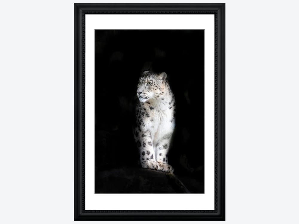 Snow leopard Canvas Art Print by Jane Rix | iCanvas | Poster