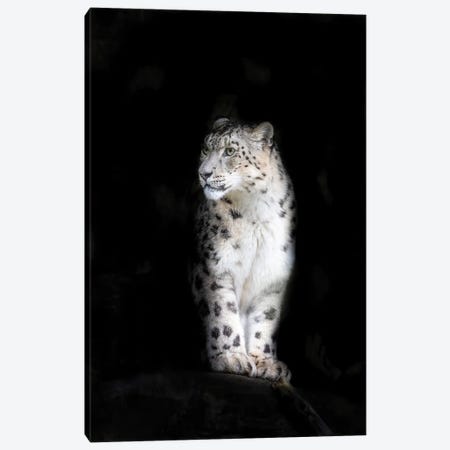 Snow leopard Canvas Print #JRX154} by Jane Rix Canvas Art