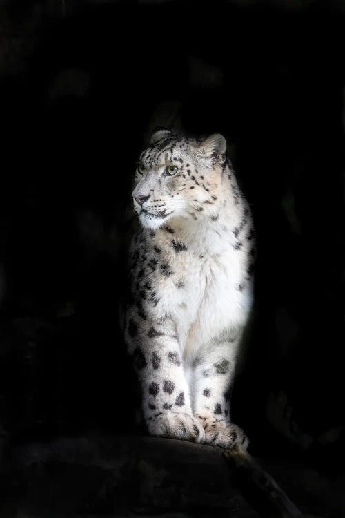 Snow leopard