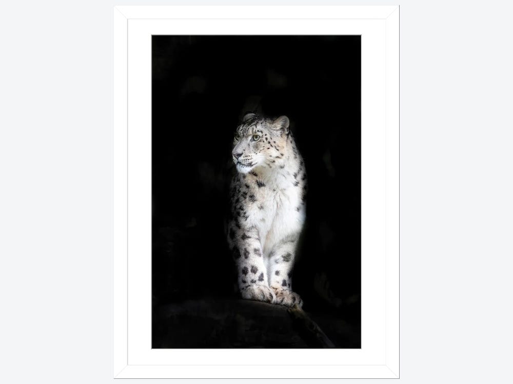 Snow leopard Canvas Art Print by Jane Rix | iCanvas