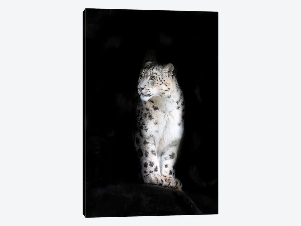 Snow leopard by Jane Rix 1-piece Canvas Art