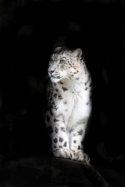 Minimalist Wildlife Photography: Snow leopard by Jane Rix