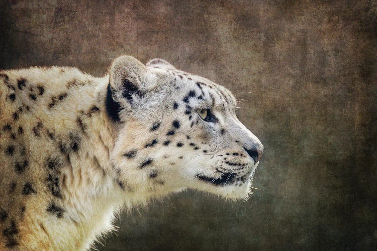 Snow Leopard Side Profile With Textured Background