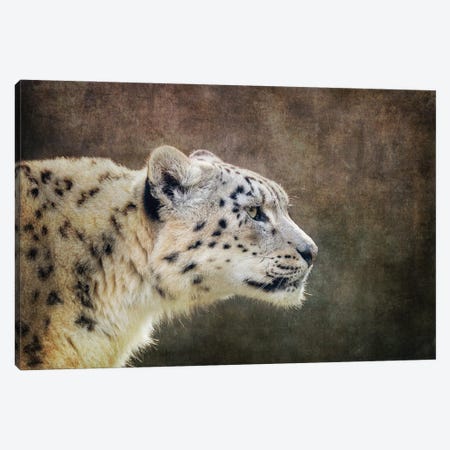Snow Leopard Side Profile With Textured Background Canvas Print #JRX155} by Jane Rix Canvas Artwork