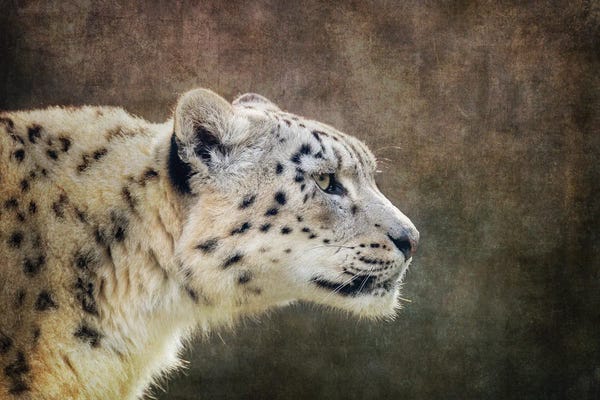 Leopards: Snow Leopard Side Profile With Textured Background by Jane Rix