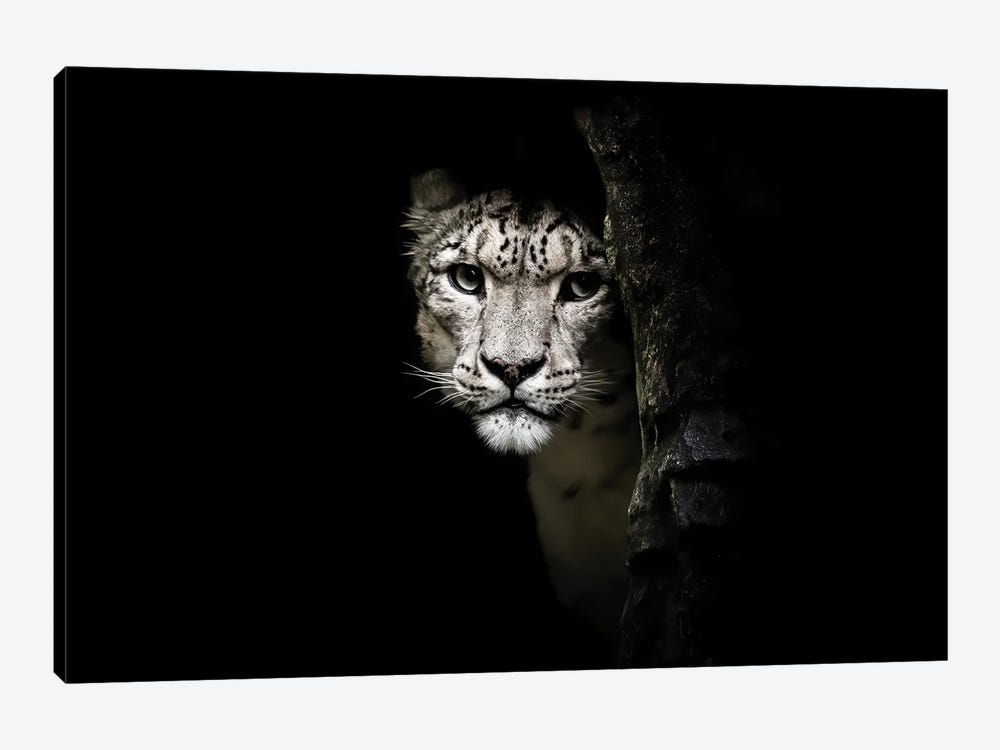 Snow Leopard Hidden In The Shadows by Jane Rix 1-piece Canvas Art