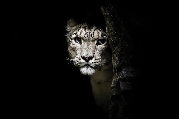 Minimalist Wildlife Photography: Snow Leopard Hidden In The Shadows by Jane Rix