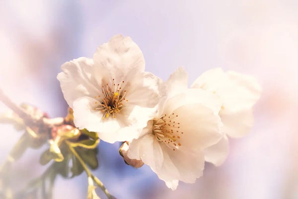 Jane Rix: Cherry Blossom In Springtime by Jane Rix