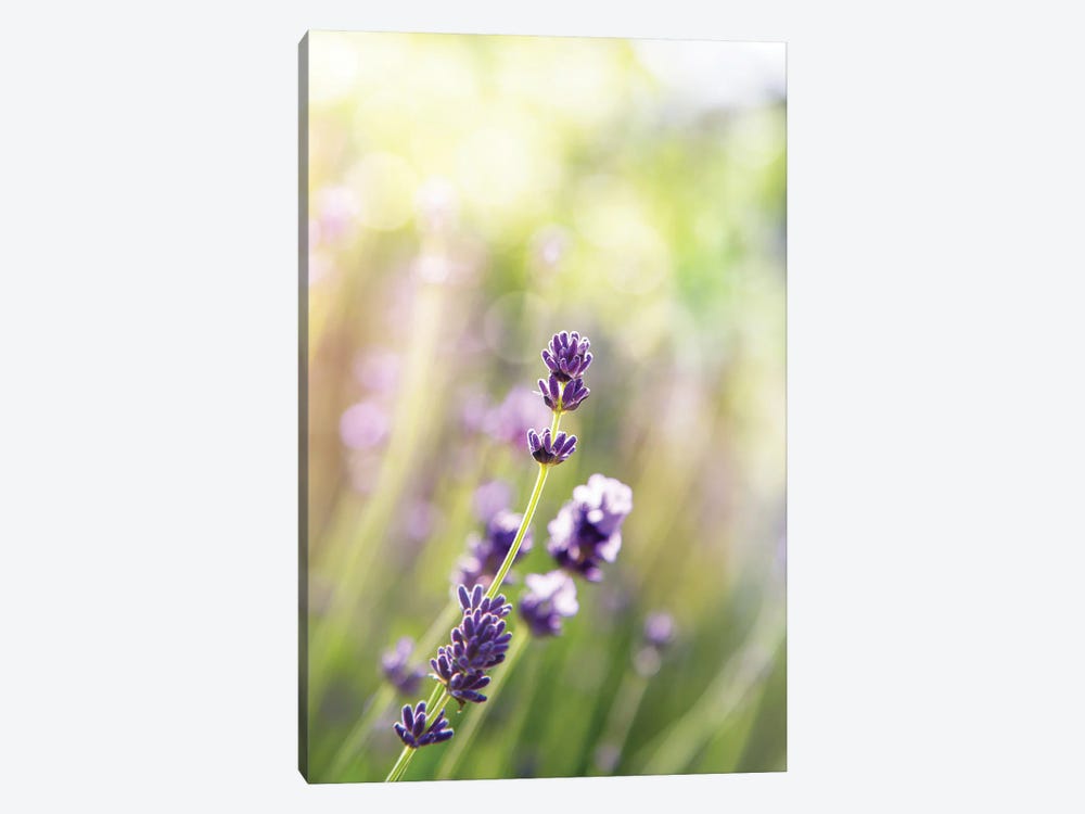 A Stem Of French Lavender by Jane Rix 1-piece Canvas Artwork