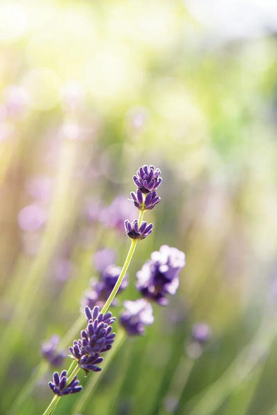 Lavender: A Stem Of French Lavender by Jane Rix