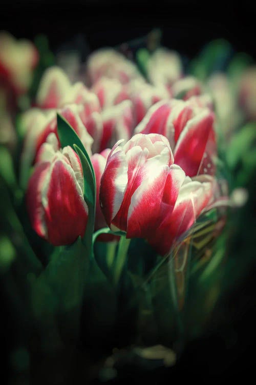 Tulip Bouquets by Jane Rix wall art