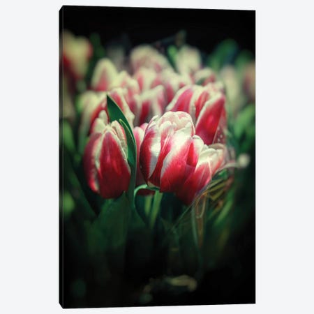 Tulip Bouquets Canvas Print #JRX160} by Jane Rix Canvas Art