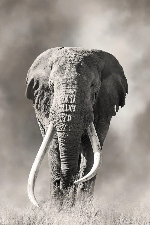 Giant Tusk Bull Elephant Emerges From The Dust Amboseli National Park