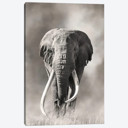 Giant Tusk Bull Elephant Emerges From The Dust Amboseli National Park Canvas Print #JRX165} by Jane Rix Canvas Art Print