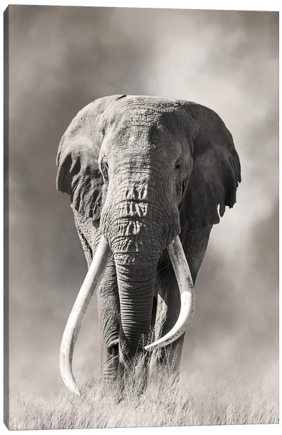 Giant Tusk Bull Elephant Emerges From The Dust Amboseli National Park Canvas Art Print