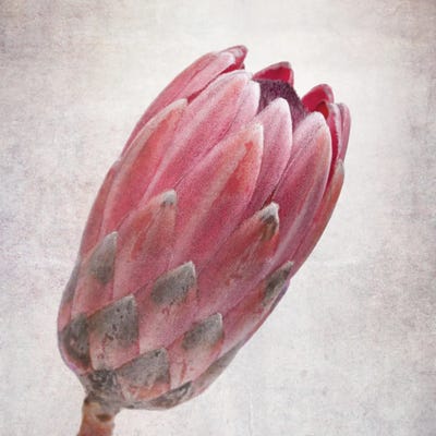 Vintage Protea Flower In Pink Tones by Jane Rix art print