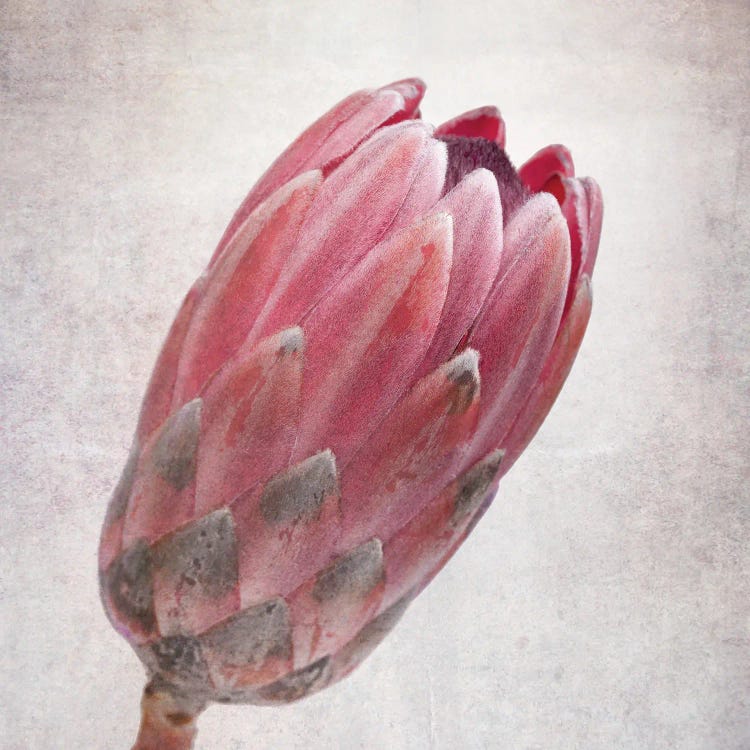 Vintage Protea Flower In Pink Tones