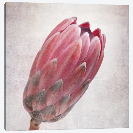 Vintage Protea Flower In Pink Tones Canvas Print #JRX166} by Jane Rix Canvas Print