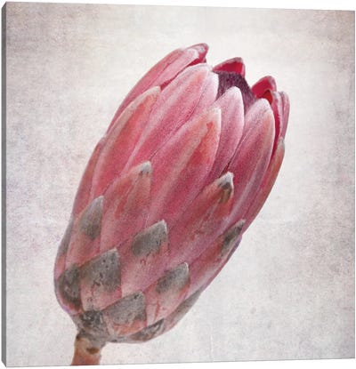 Vintage Protea Flower In Pink Tones Canvas Art Print - Protea