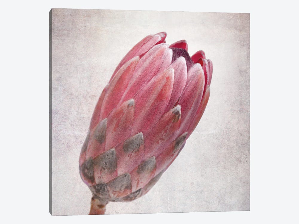 Vintage Protea Flower In Pink Tones by Jane Rix 1-piece Canvas Art Print