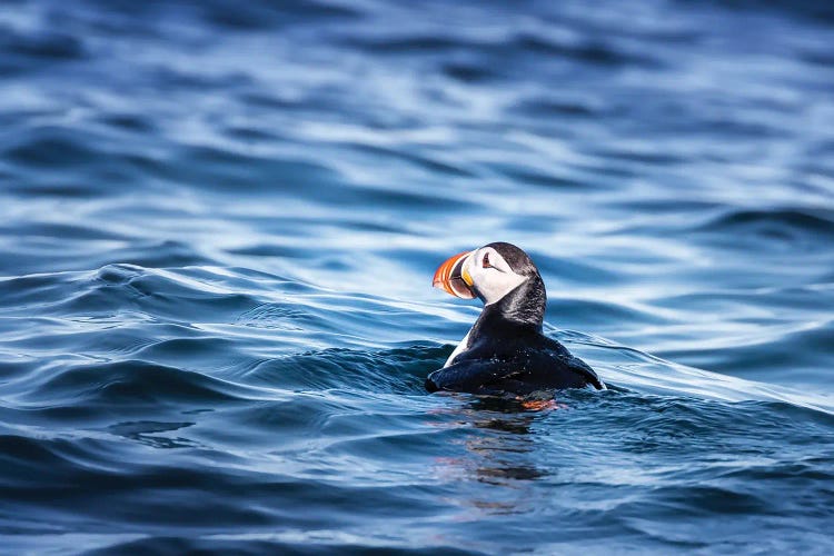 Atlantic Puffin Bobbing On The Cold Waters Of The Arctic Sea