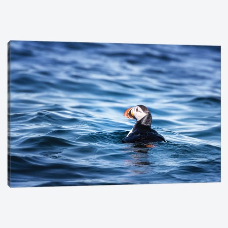 Atlantic Puffin Bobbing On The Cold Waters Of The Arctic Sea Canvas Print #JRX167} by Jane Rix Canvas Art Print