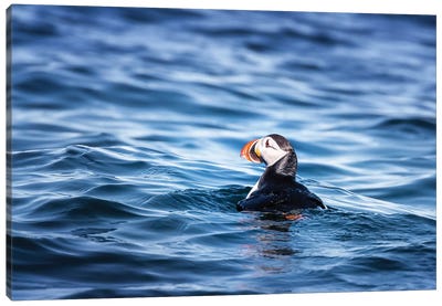 Atlantic Puffin Bobbing On The Cold Waters Of The Arctic Sea Canvas Art Print - Puffins