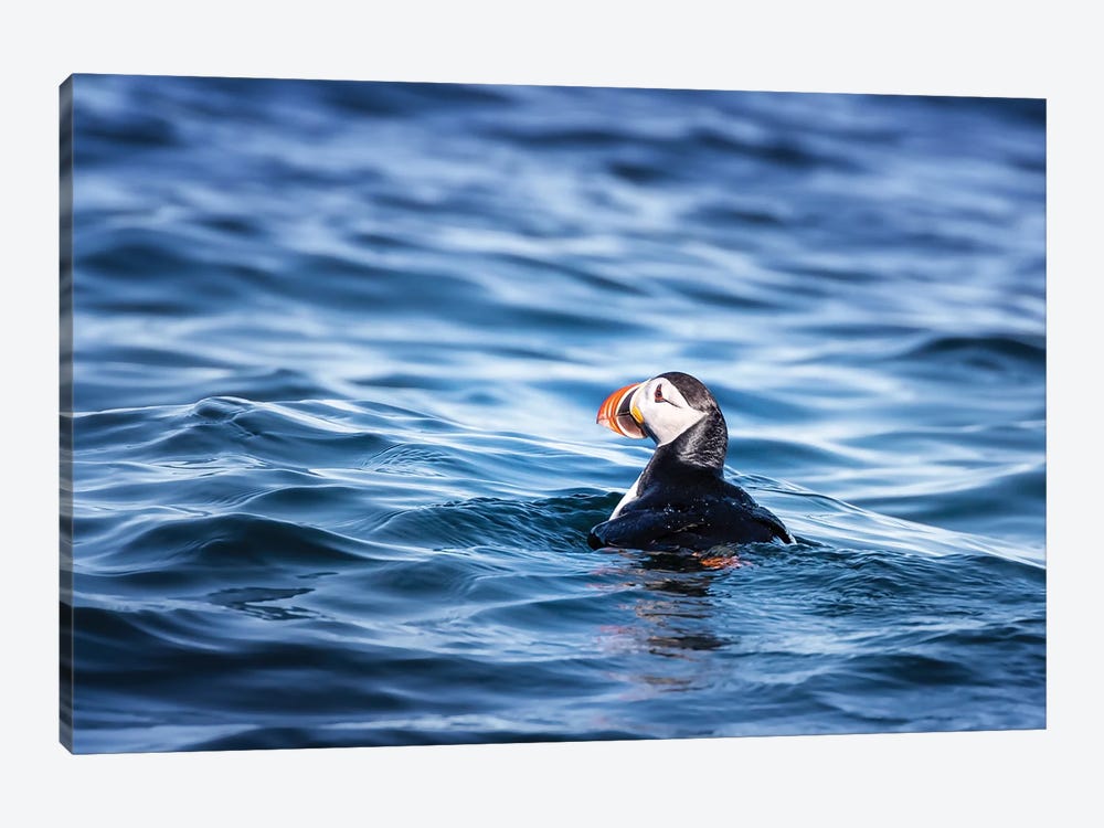 Atlantic Puffin Bobbing On The Cold Waters Of The Arctic Sea by Jane Rix 1-piece Canvas Art