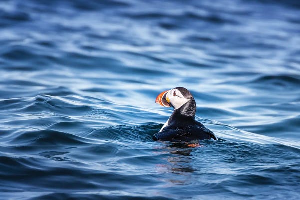 Puffins: Atlantic Puffin Bobbing On The Cold Waters Of The Arctic Sea by Jane Rix