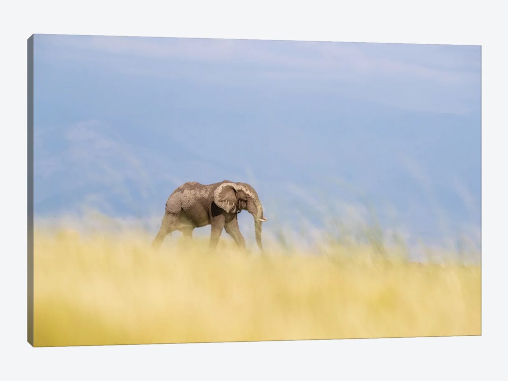 Lone Elephant Walking Through The Long Grass Of Amboseli, Kenya by Jane Rix 1-piece Canvas Art Print