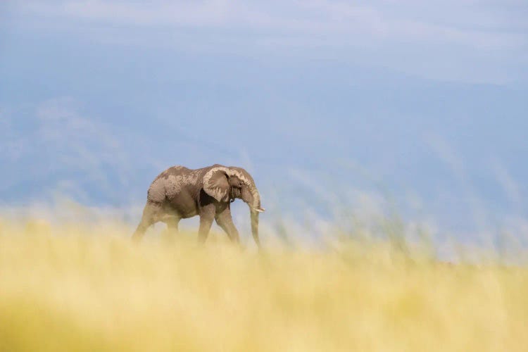 Lone Elephant Walking Through The Long Grass Of Amboseli, Kenya