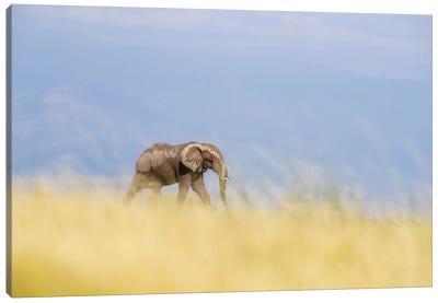 Lone Elephant Walking Through The Long Grass Of Amboseli, Kenya Canvas Art Print - Kenya