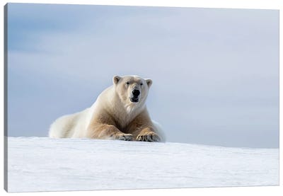 Polar Bear Resting On The Frozen Snow Of Svalbard Canvas Art Print - Polar Bear Art