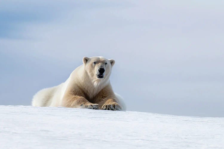 Polar Bear Resting On The Frozen Snow Of Svalbard