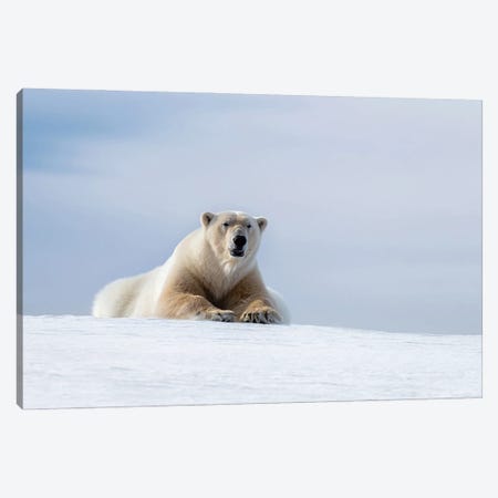 Polar Bear Resting On The Frozen Snow Of Svalbard Canvas Print #JRX169} by Jane Rix Canvas Wall Art