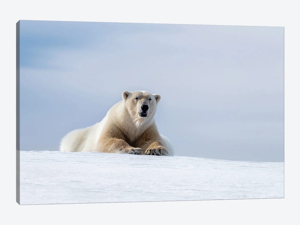 Polar Bear Resting On The Frozen Snow Of Svalbard by Jane Rix 1-piece Canvas Artwork