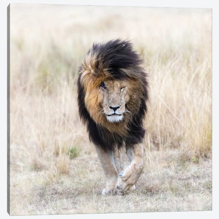 Scar The Lion, Front View, Masai Mara Canvas Print #JRX170} by Jane Rix Art Print
