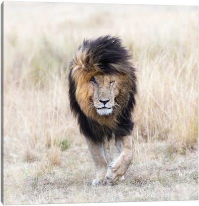Scar The Lion, Front View, Masai Mara Canvas Art Print - Kenya
