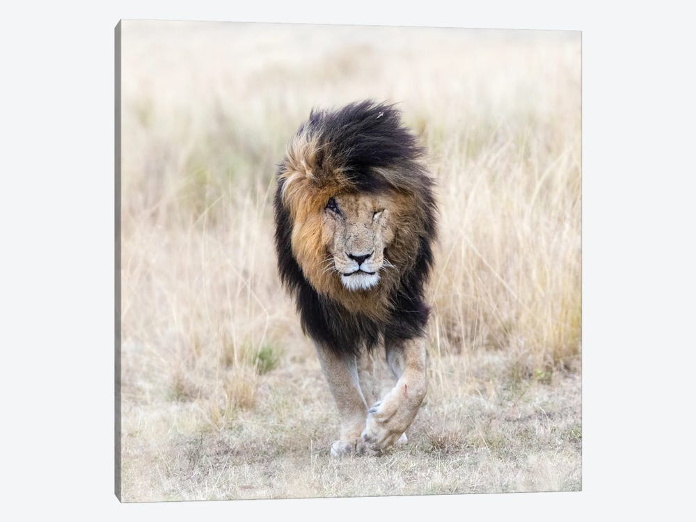 Scar The Lion, Front View, Masai Mara by Jane Rix 1-piece Canvas Art