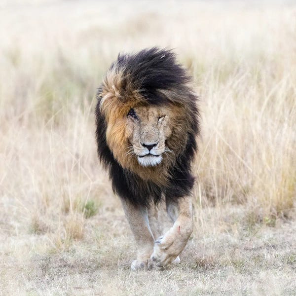 Maasai Mara National Reserve: Scar The Lion, Front View, Masai Mara by Jane Rix