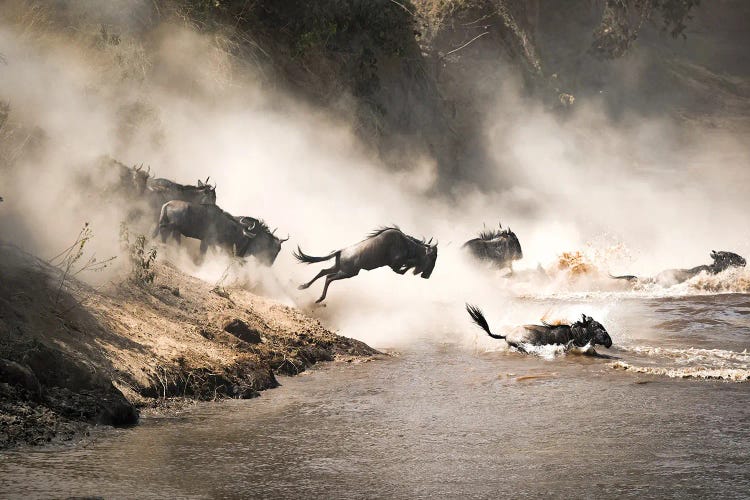 Wildebeest Leap Of Faith In The Masai Mara