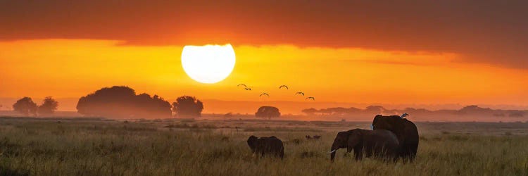 Elephants At Sunrise In Amboseli National Park, Kenya