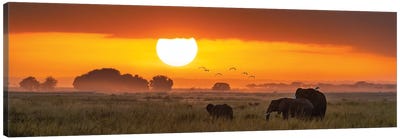 Elephants At Sunrise In Amboseli National Park, Kenya Canvas Art Print