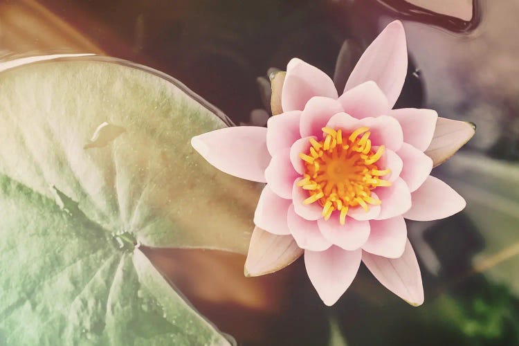 Water Lily Retro Style With Light Leaks