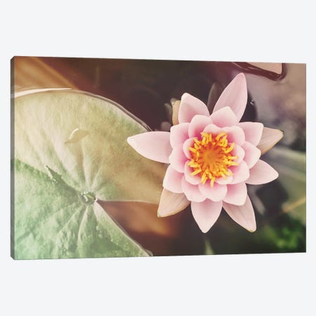 Water Lily Retro Style With Light Leaks Canvas Print #JRX176} by Jane Rix Canvas Art